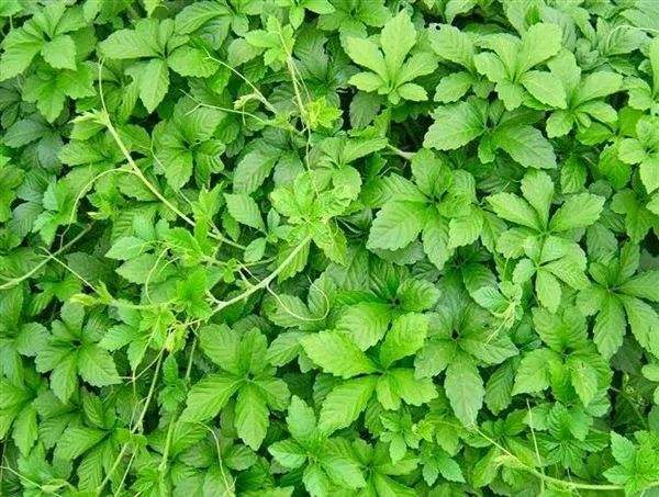 五叶茶清凉饮料配方的生产工艺技术研究