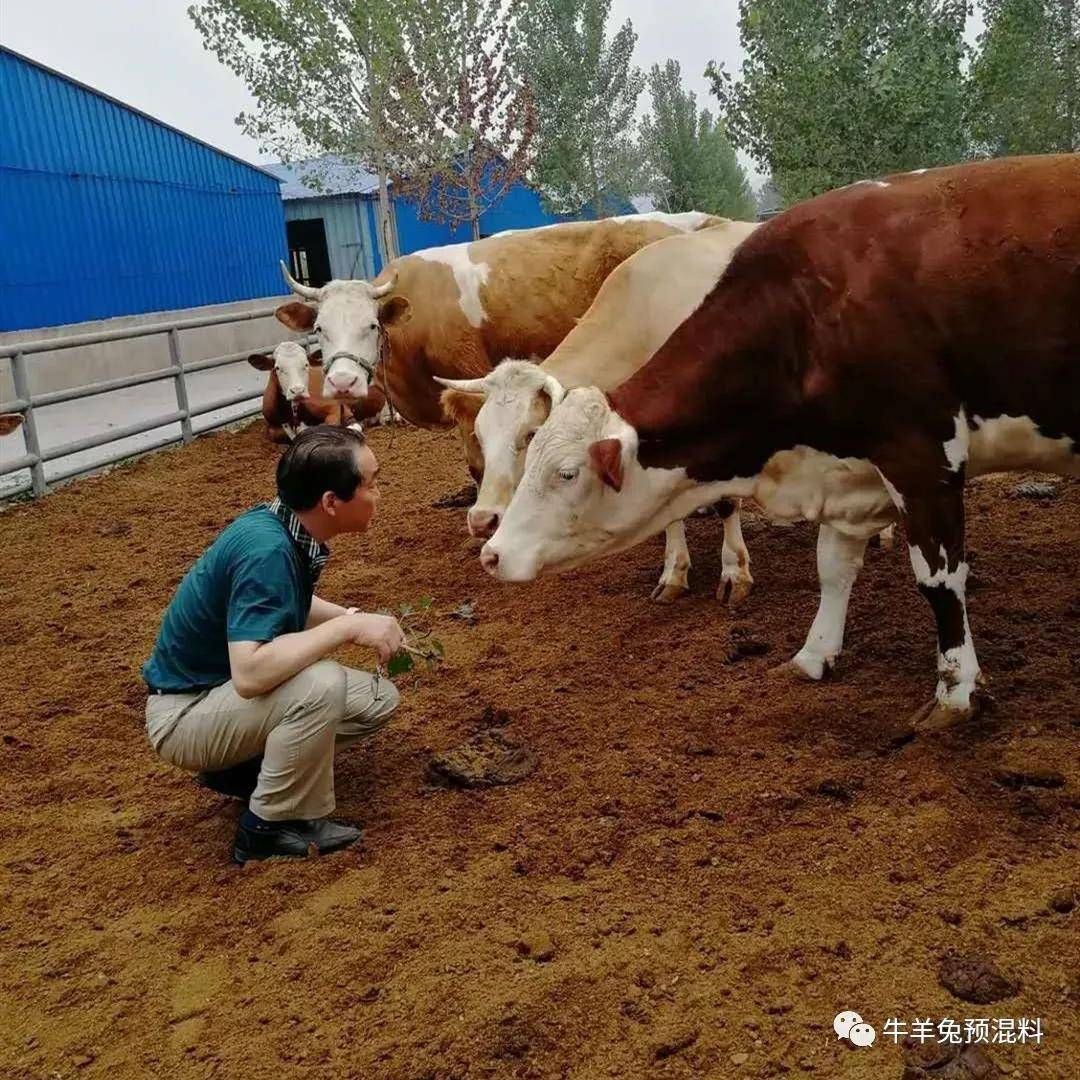 這11種草料這樣餵牛你喂的對嗎