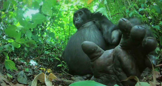 自带哥特风的马来西亚火蜗牛!活脱脱的蜗牛界吸血鬼