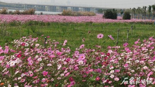 秋季的那片滹沱河花海依然絢麗