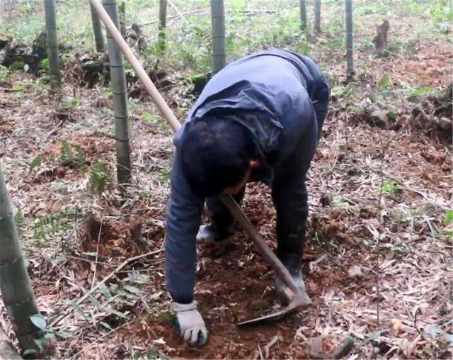 老汉上山挖竹笋挖出2个带血鸡蛋专家看后开价80万买走