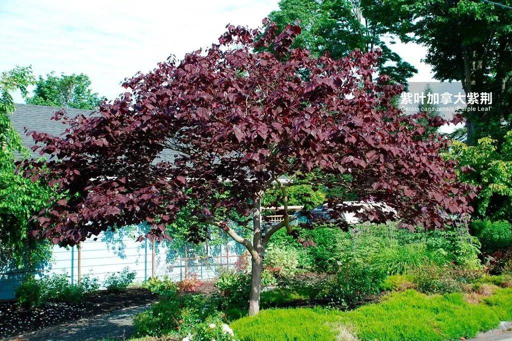 美图展示紫荆树的形态美