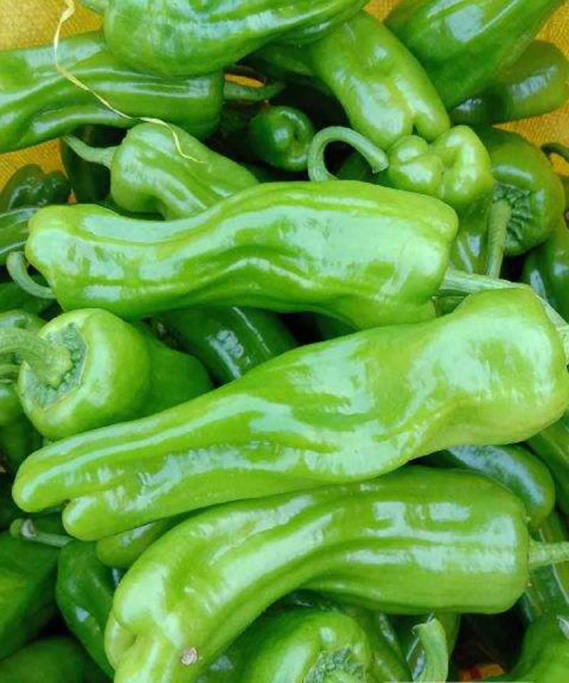 推荐两个高产优质皮薄椒芜湖椒品种