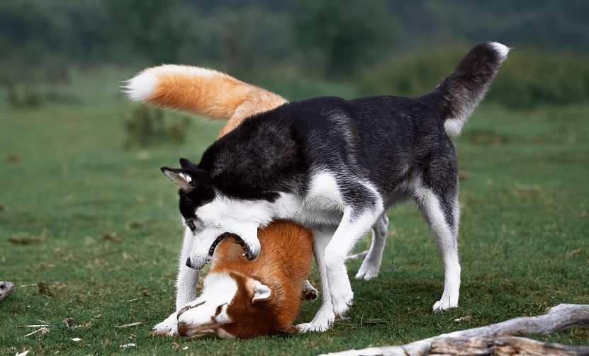 狗被另一只狗咬伤脖子有洞