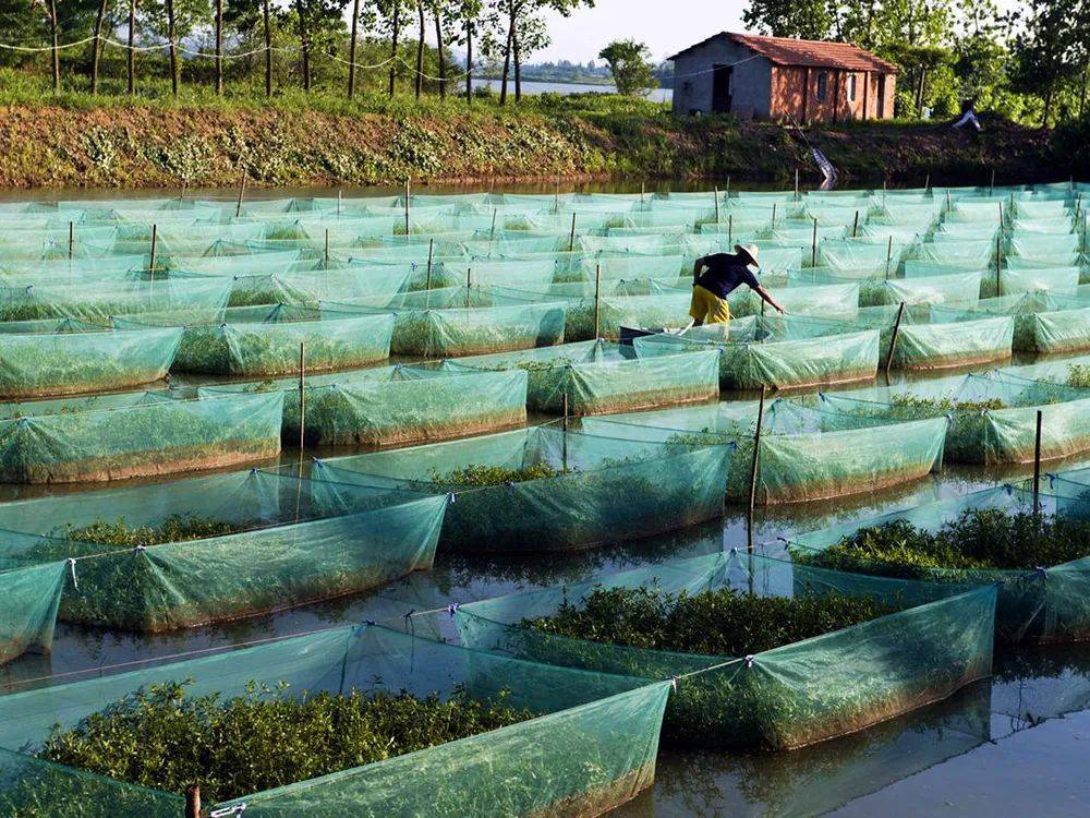 中国鳗鱼养殖图片