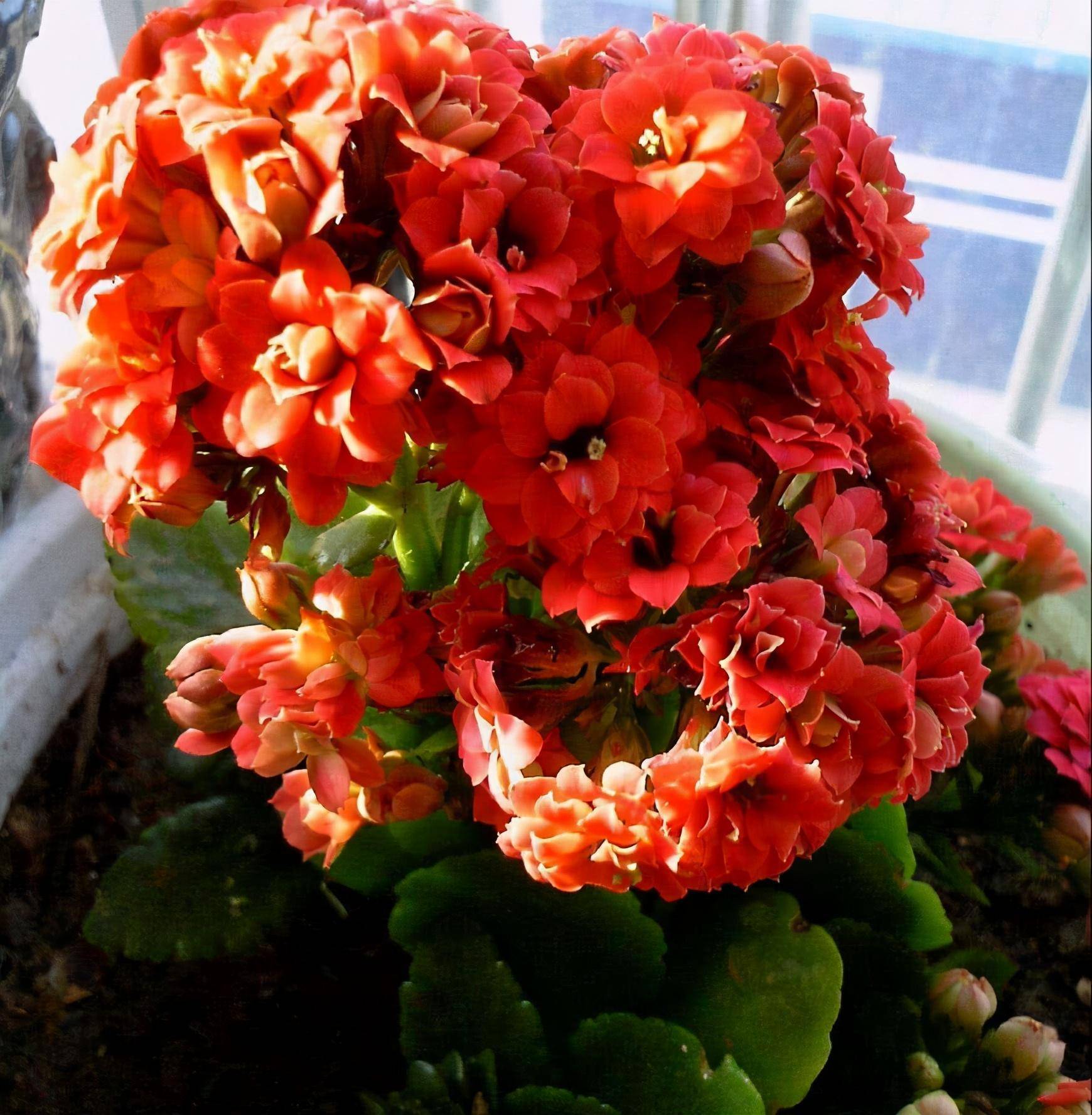 长寿花换盆后出现黑腐,怎么养护,不影响年底开花?_手机搜狐网