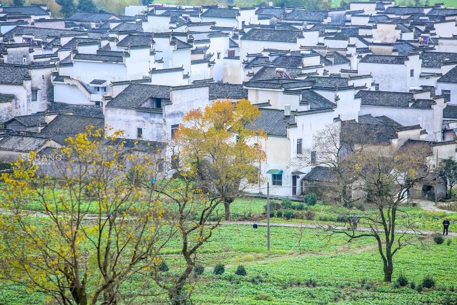 原創中國畫裡鄉村在哪裡安徽這個地方一到秋天令人如痴如醉