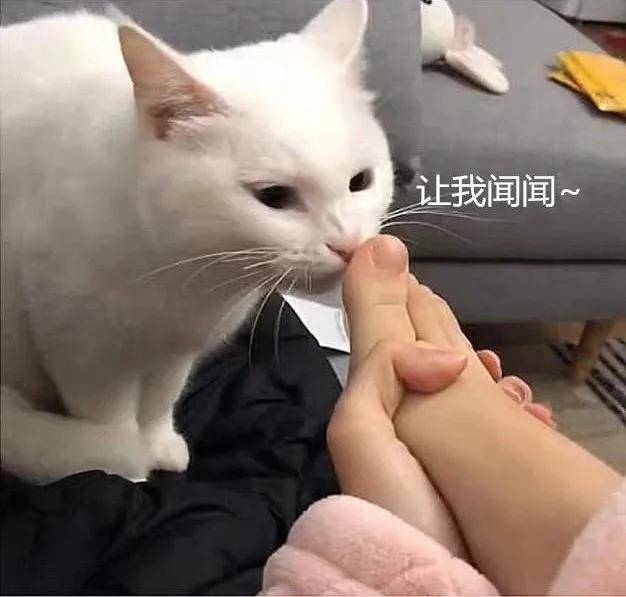 本人:爱好吸猫,猫咪:爱好吸jio?_手机搜狐网