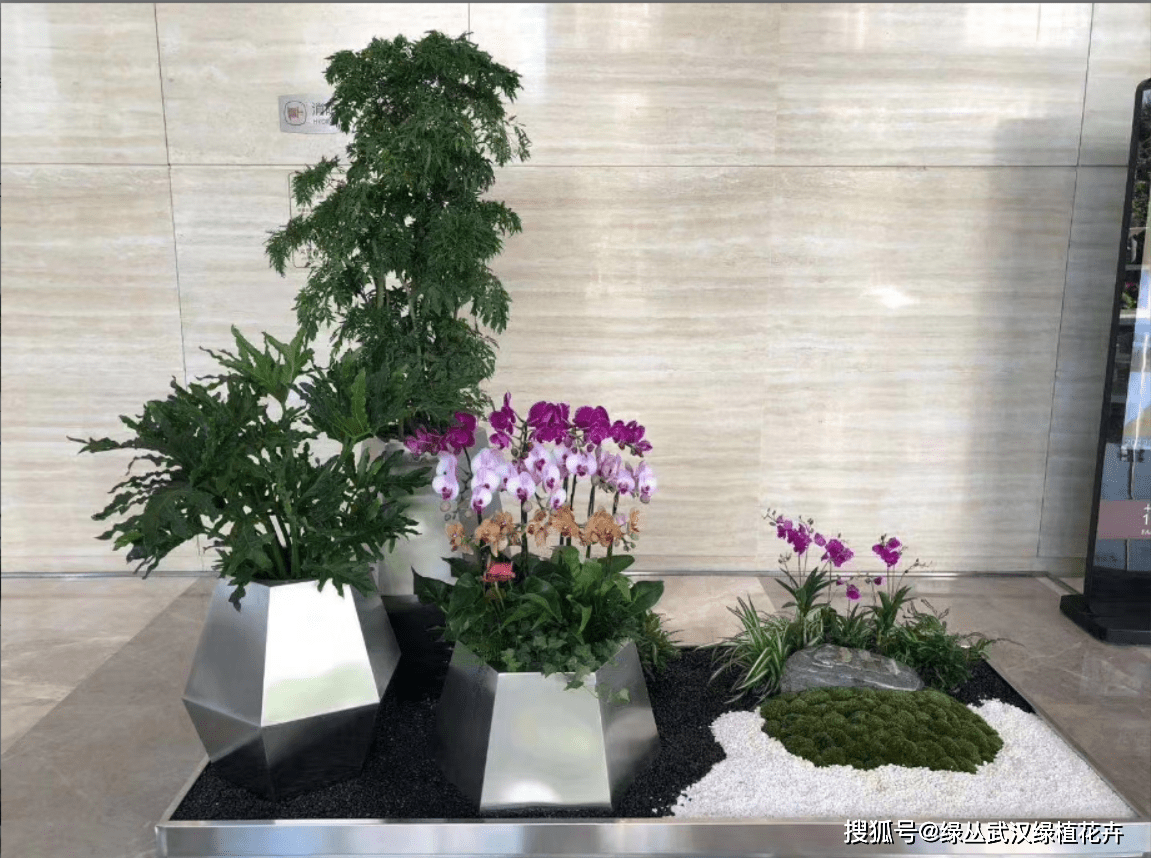 辦公室區域綠植租擺方案和養護方案