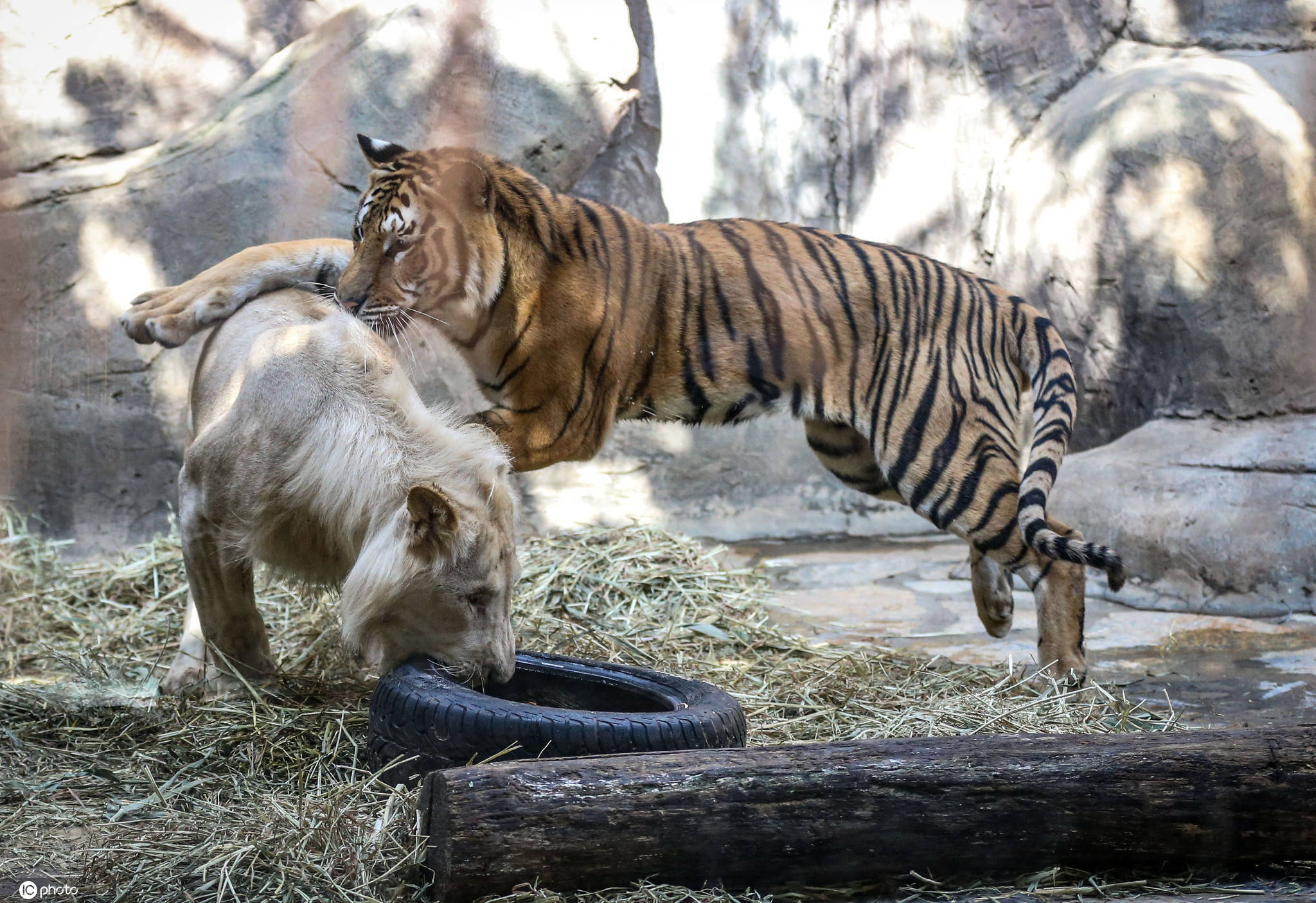 1/ 12 當地時間2020年10月22日,土耳其伊斯坦布爾,動物園中一隻白獅和