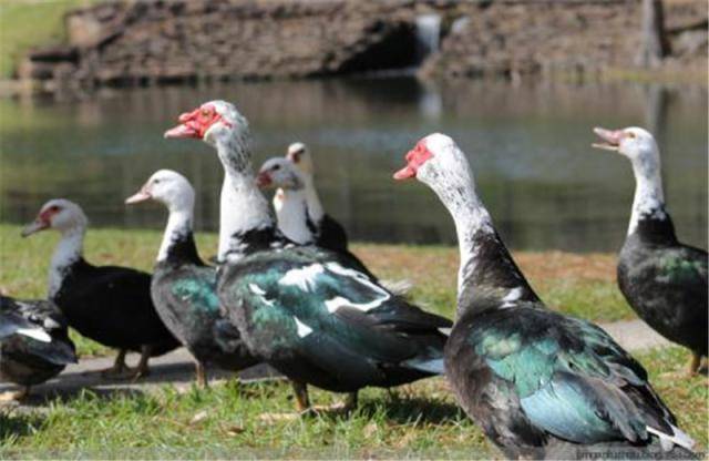 在网络上,著名的综艺节目捧红了一个动物,它就是"彩灯",也是一只番鸭.