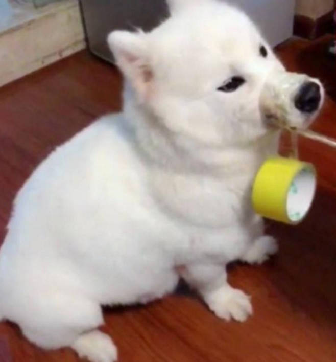 萨摩耶母子联手拆家 主人回家后拿胶纸封嘴 网友:莫贪一时爽