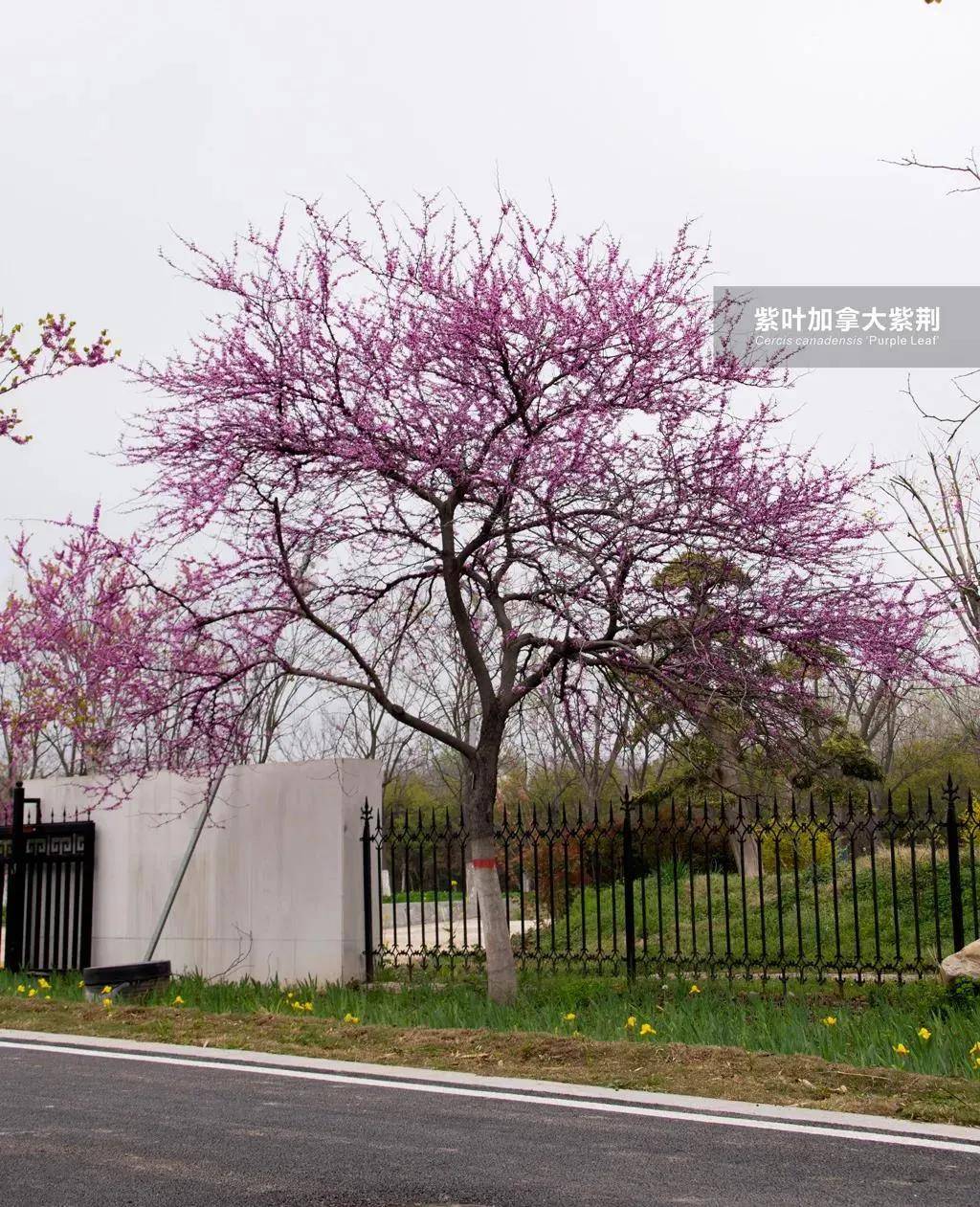 需要红叶紫荆的,可以来我们基地,还有很多市场少见的精品树可选!