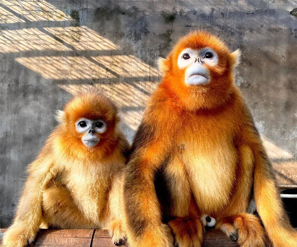 走逛逛商丘修整一新的动物园