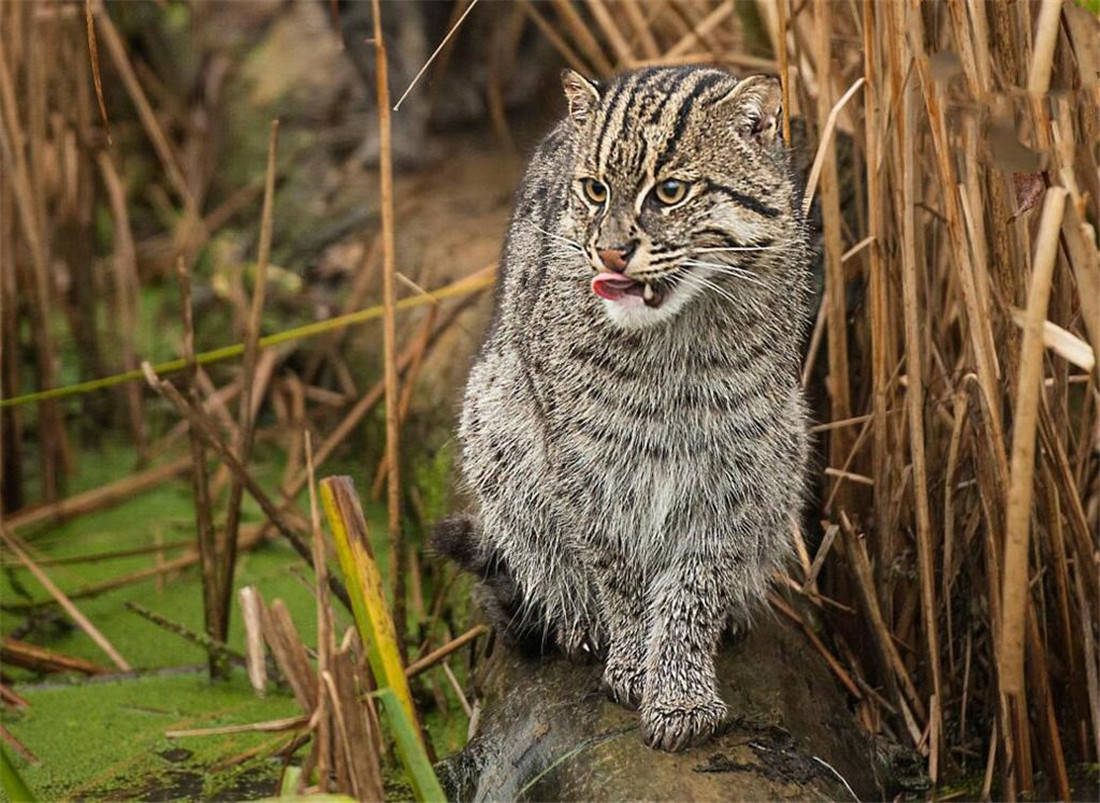 母渔猫教幼崽捕鱼,先只抓到一根水草,后小猫用胡须定位才抓到鱼