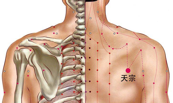 天宗穴的位置