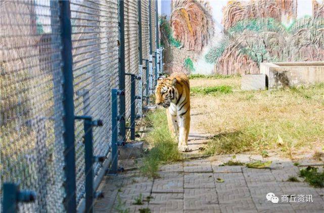 實拍商丘動物園重開第一天:擠不動,動物都嚇哭了!