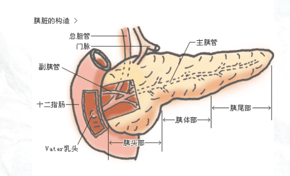 胰腺的组织结构图图片