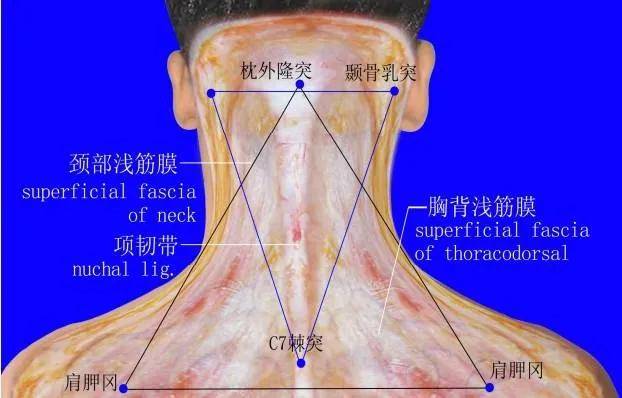 我们扭动颈部时钙化的项韧带与椎骨摩擦,产生弹响.
