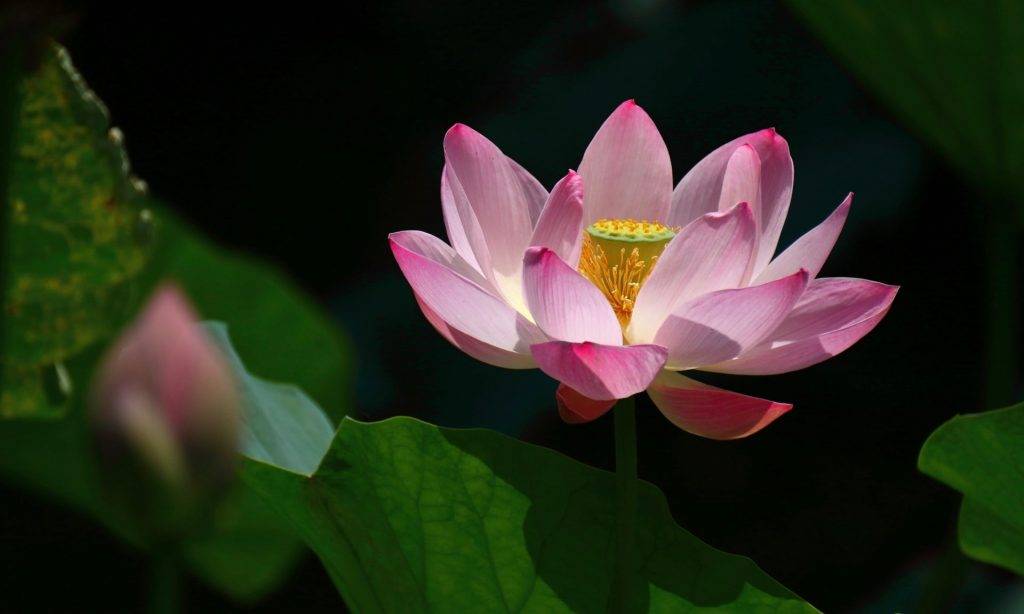 原创去看世界的美景越南河内只有清晨才能欣赏到的美丽莲花