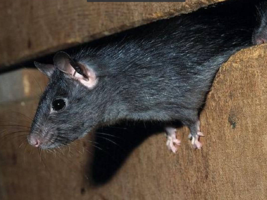 印度这只老鼠委屈大了:一颗种子在它体内发芽_手机搜狐网