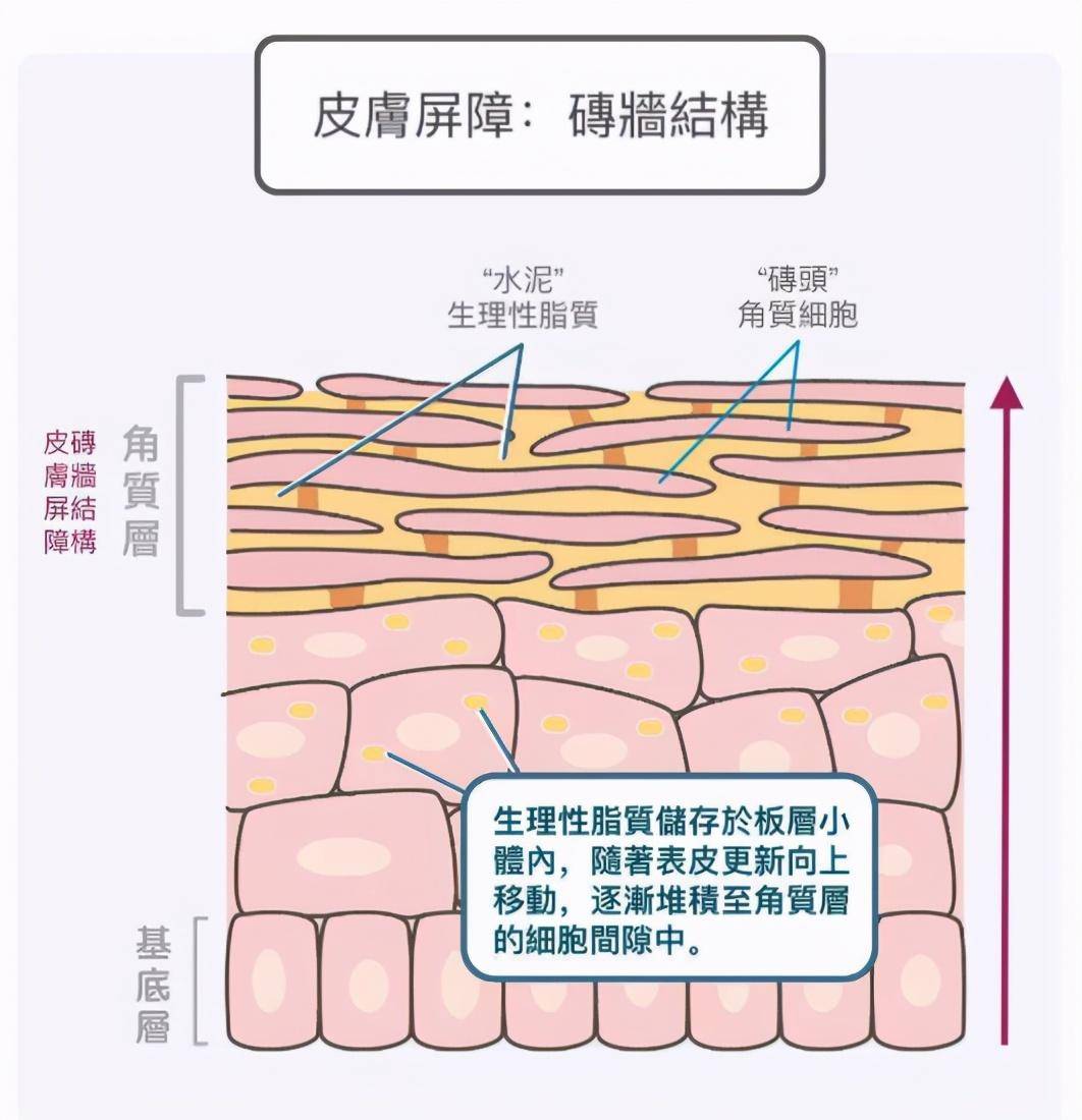 华人博士死嗑20年,为妻研发光希神经酰胺面膜,构筑爱的铠甲_皮肤