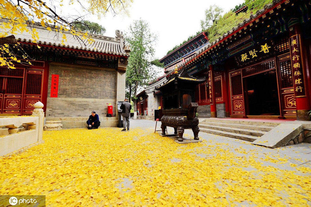京西山八大处进入红叶最佳观赏期 大悲寺银杏金黄