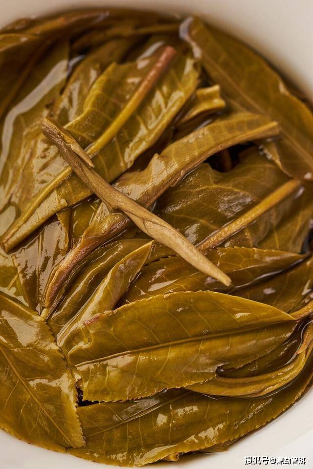 为何不能翻看源勐普洱茶叶底?什么时候看叶底更合适?