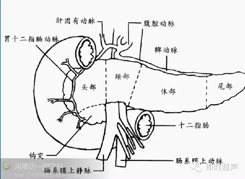 膽道系統胰腺超聲檢查基礎及標準切面