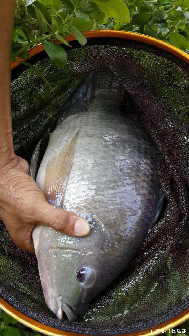 【威海运都】☆鲜推荐 | 罗非鱼