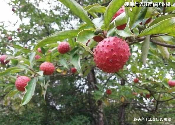 农村一种野果止咳化痰祛风利湿散淤止痛国家保护珍贵树种