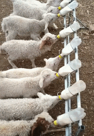 羊吃人奶图片