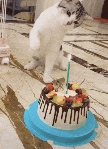 原创猫咪过生日主人让猫咪对着蜡烛许愿猫咪一巴掌把蜡烛扇灭了