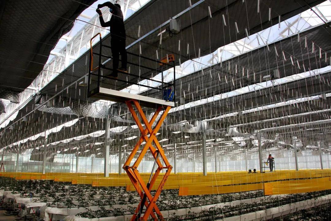 智能温室大棚引领蔬菜产业走向优质高效