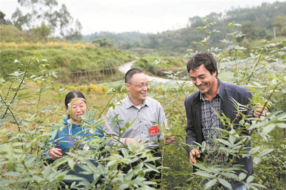 黄世涛(中)在花椒地里指导黄乾丰夫妇生产.通讯员 陈仕川 摄