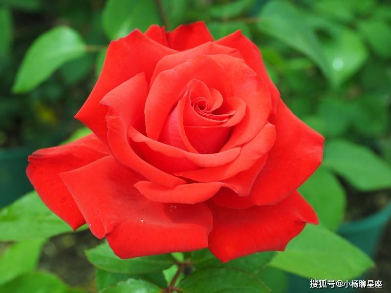 11月,桃花转运,姻缘随身,和爱人情投意合,白头偕老的三生肖