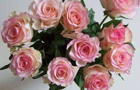 喜欢玫瑰不如养一盆"红袖玫瑰",花语:红颜知己,颜值高寓意好