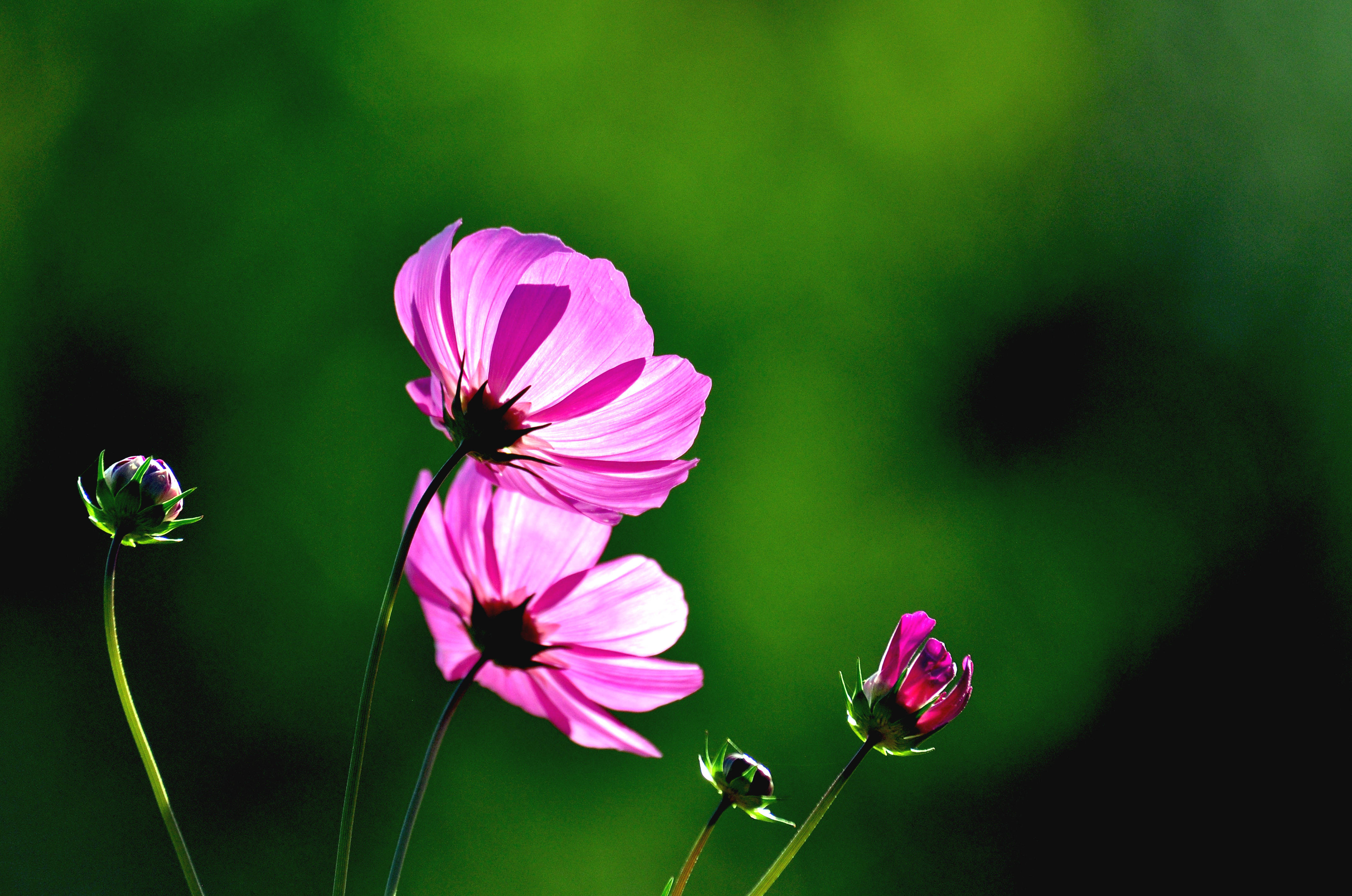 秋之花韵(四)——秋英花