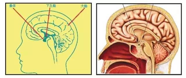 人體八大腺體之腦垂體and松果體