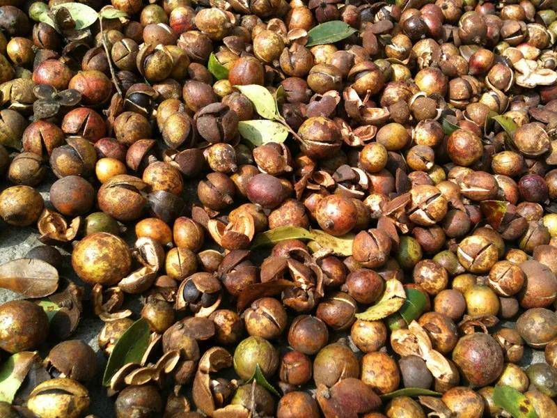 米仁与茶油,宁化的准错不了_特产