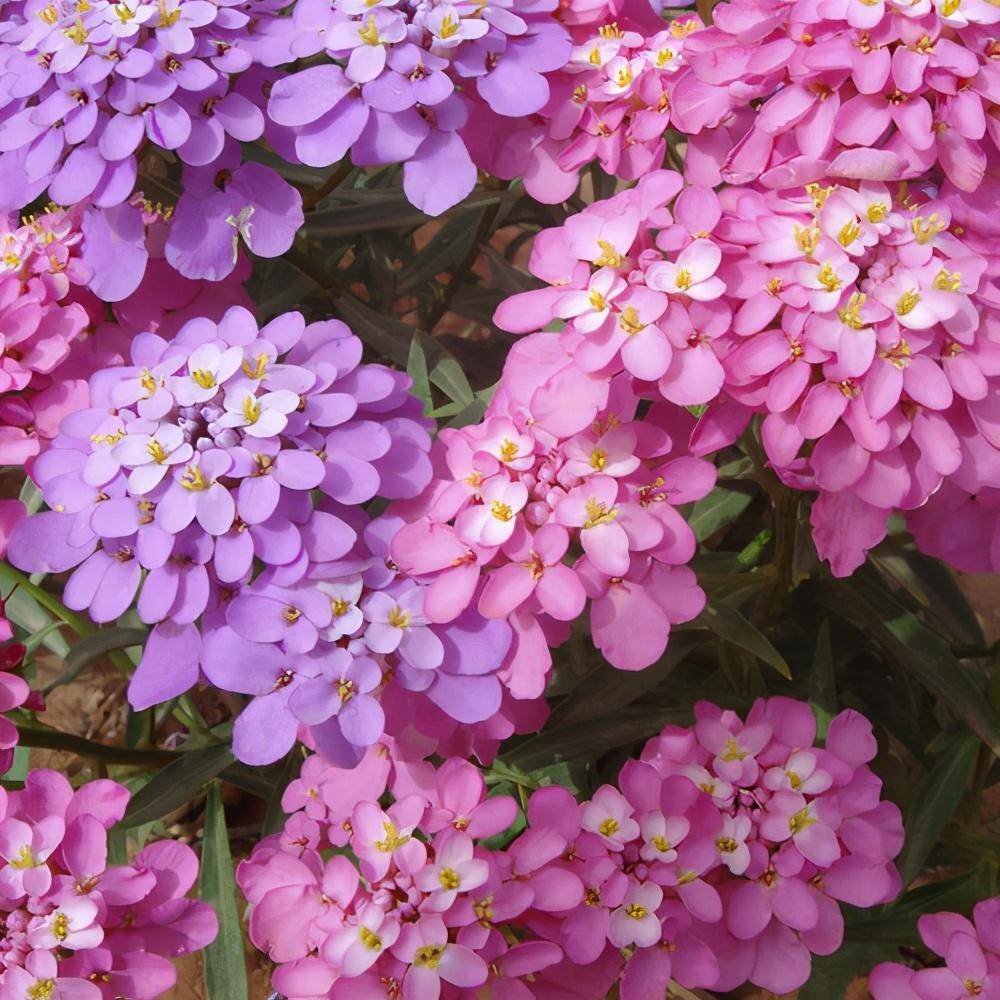 一种花能开三色花白的紫的粉红的名叫蜂室花开花持久花香飘远