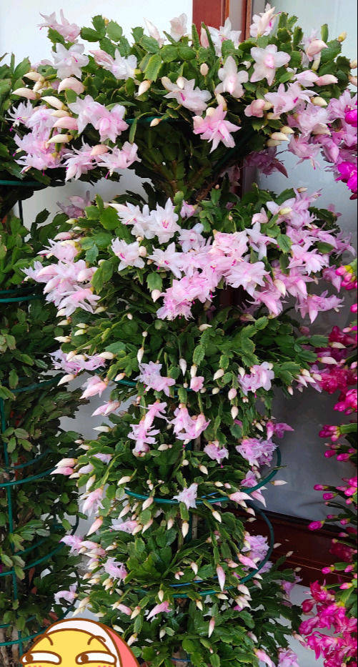 蟹爪兰养10年,窜到屋顶,垂下花千朵,小心翼翼养成"传家宝"