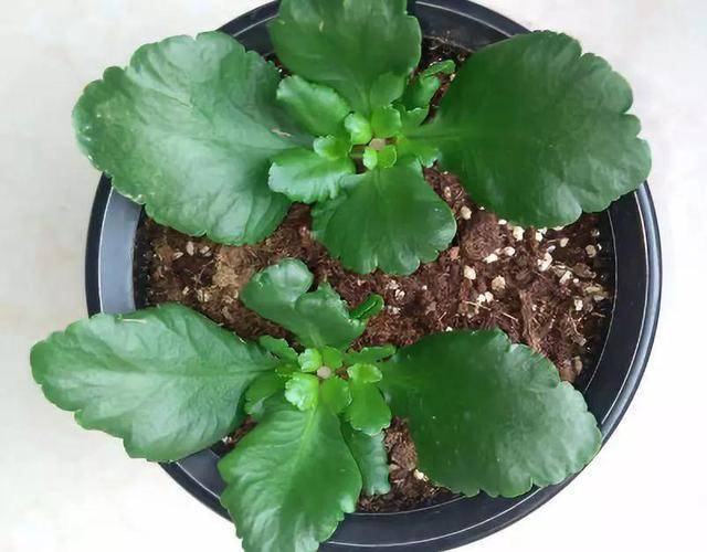 原创进入12月,扦插4种花,好活,好养又漂亮,秒变养花大户