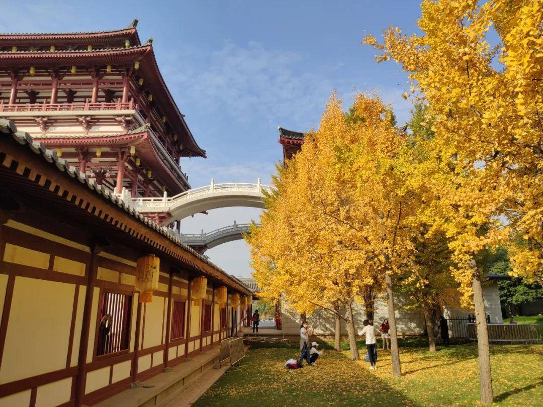 西安5处银杏秋景实拍!看银杏不只能去古观音禅寺!