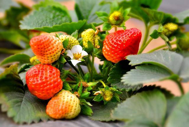 草莓的生长变化,颜色和口感,教你辨别草莓品质