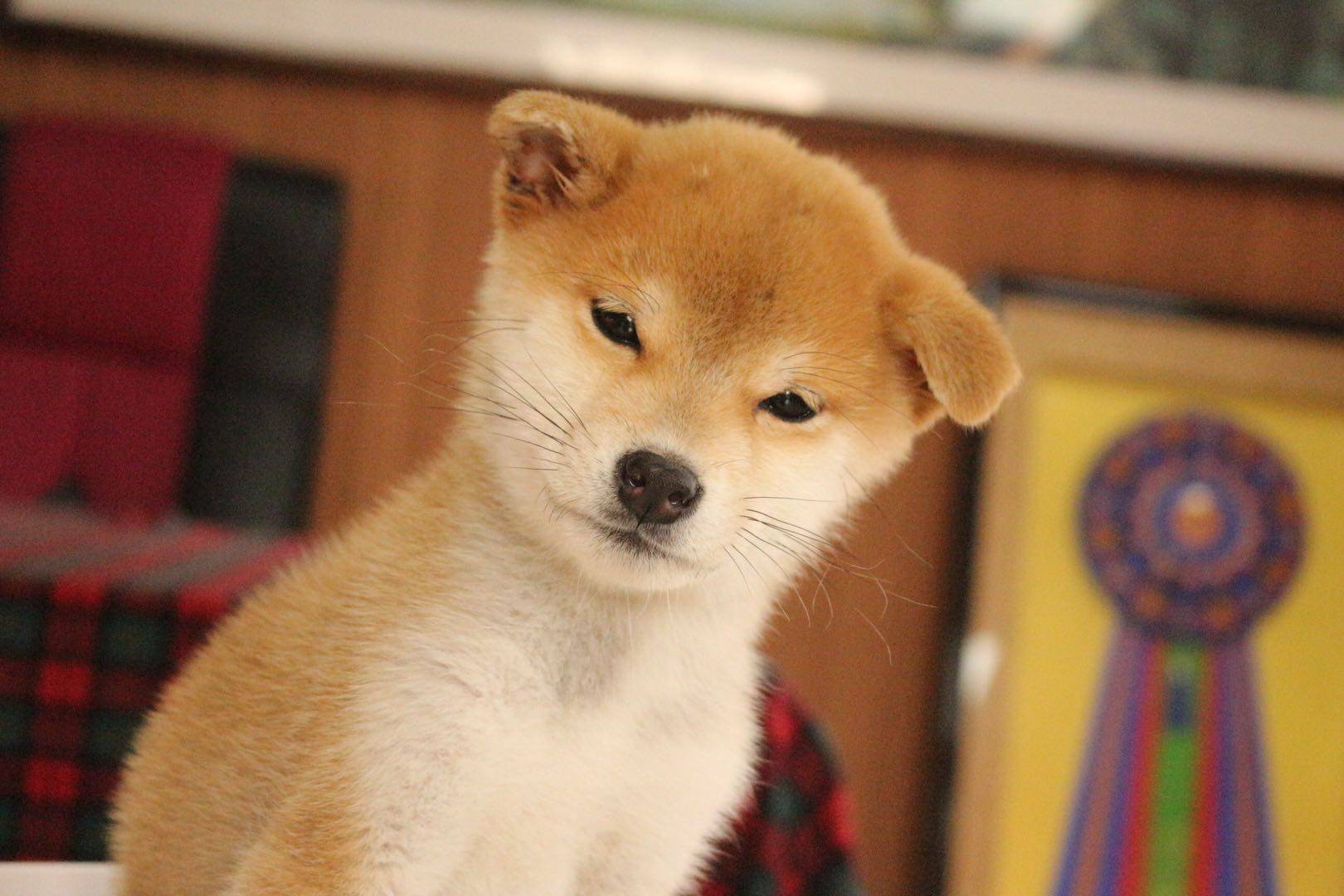 所谓柴犬的品相,就是柴犬的长相.