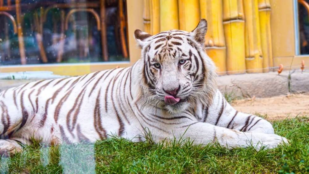 鄭州還有個溜娃好去處!新密銀基動物王國_動物園