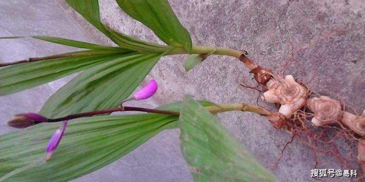 白芨的烘干工艺 白芨烘干设备-搜狐大视野-搜狐新闻
