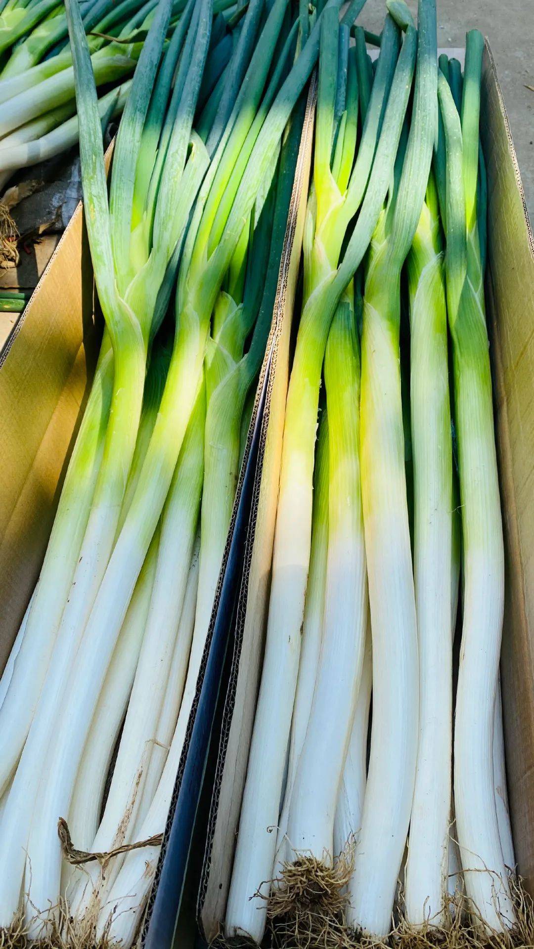 高 白 脆 甜章丘大葱组图|诸葛视界济南章丘大葱是中国重要农业文化