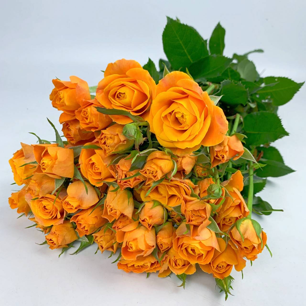 多头玫合集二立冬之时所有温暖都藏在花间给你